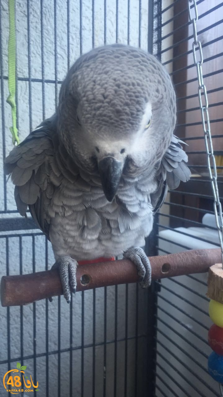 zohdy 3ashor (21).jpg